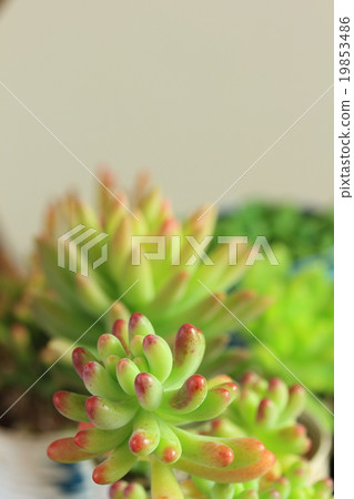 Succulent plants interior 19853486