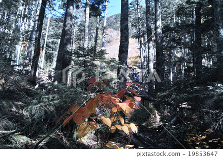 Autumn leaves leaves in the forest 19853647