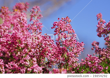 Janome Erika Janome Erika 19854292