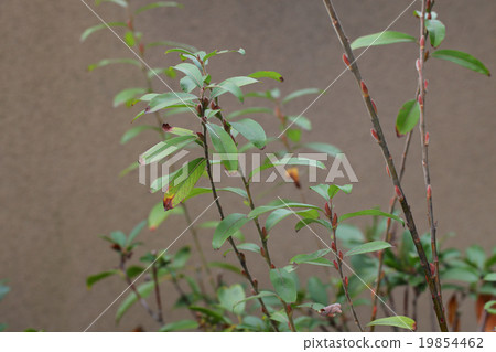 粉紅色的貓王威蕾的芽 19854462