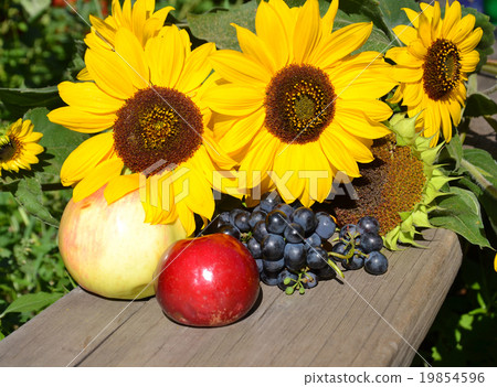 autumn harvest autumn harvest 19854596