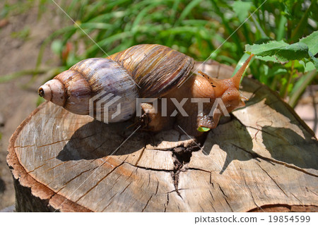 Snail on a stump in nature Snail on a stump in nature 19854599