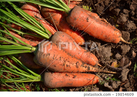 harvest carrots 2 19854609