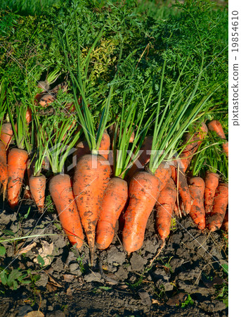 harvest carrots harvest carrots 19854610