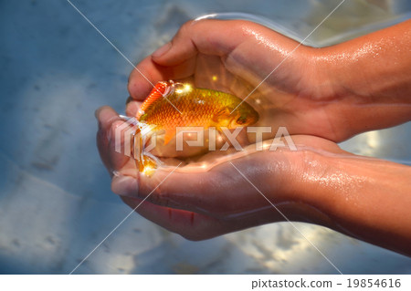 goldfish in hands 19854616