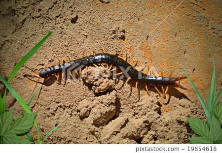 centipede on the ground centipede on the ground 19854618