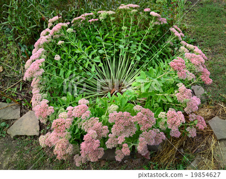 bush flower stonecrop bush flower stonecrop 19854627