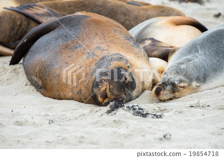 australian sea lion relaxing on the beach 19854718
