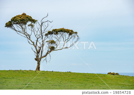 Lonely tree on south australia coast Lonely tree on south australia coast 19854728