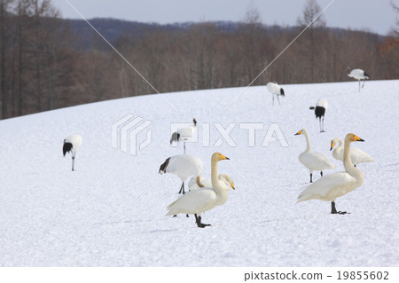 Swans and dumplings 19855602