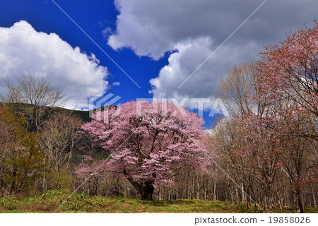 Cherry blossoms of Mt. 19858026