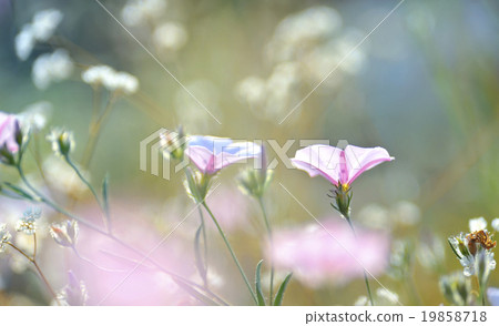 tobacco pink flowers lighted by rays of sun tobacco pink flowers lighted by rays of sun 19858718