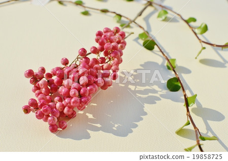 Pink pepper and wire plants 19858725