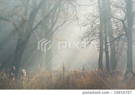Morning light rays Morning light rays 19858787