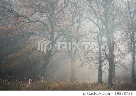 Tree of morning mist Tree of morning mist 19858788