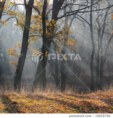 Morning in the forest Morning in the forest 19858790
