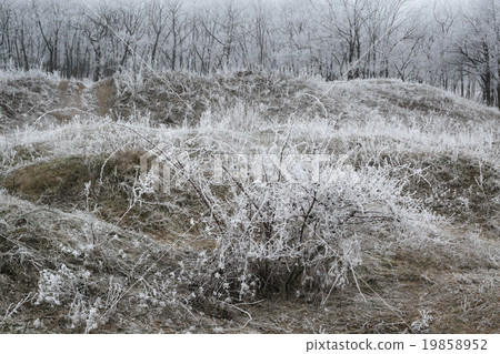 Frosted bush closeup Frosted bush closeup 19858952