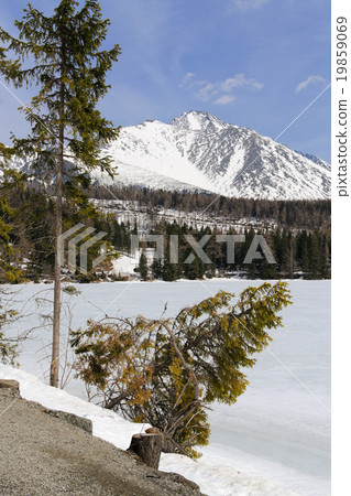 leaning pine 19859069