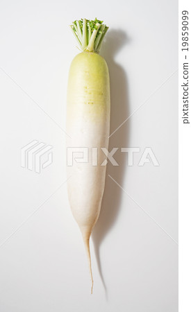 Japanese radish Japanese radish 19859099