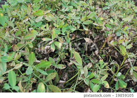 Peanut leaves 19859105