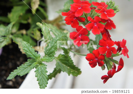 Santanka Santanka 19859121