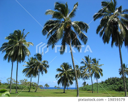 coconut coconut 19859379