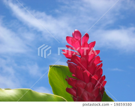 Red ginger Red ginger 19859380