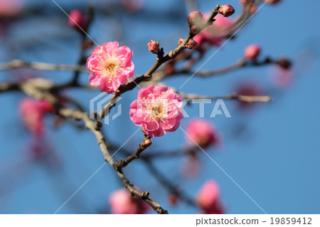 Mei花和藍天背景 19859412
