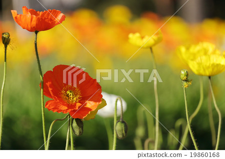 Poppy 19860168