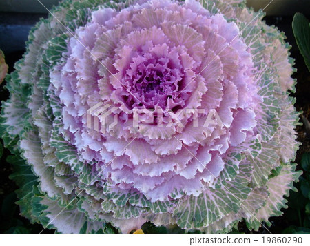 葉植物Habutan 葉植物Habutan 19860290