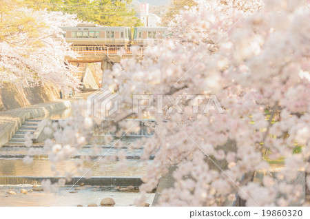 櫻花樹在流川 19860320