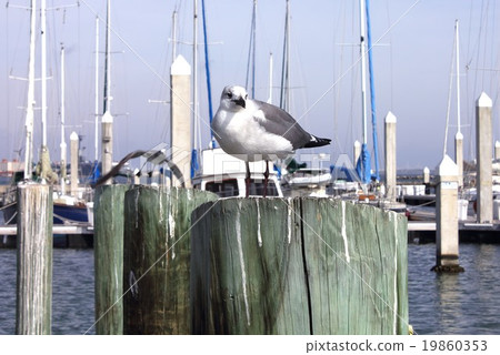 在遊艇港口的碼頭的海鷗休息的翼 在遊艇港口的碼頭的海鷗休息的翼 19860353