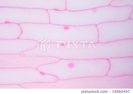 Onion seen with a microscope Onion seen with a microscope 19860497