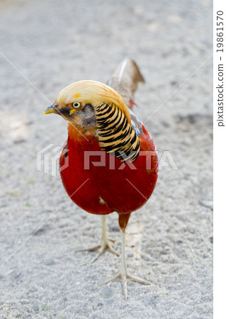 Beautiful bird Beautiful bird 19861570