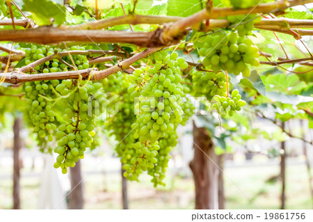 grape tree in the garden grape tree in the garden 19861756