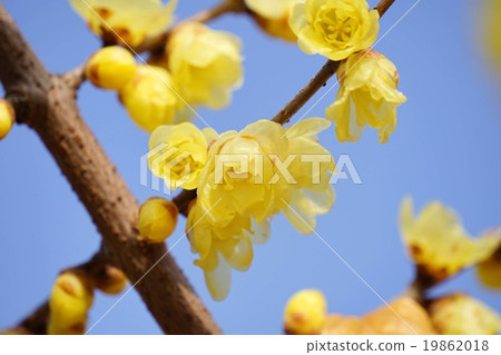 Lobai flower Lobai flower 19862018