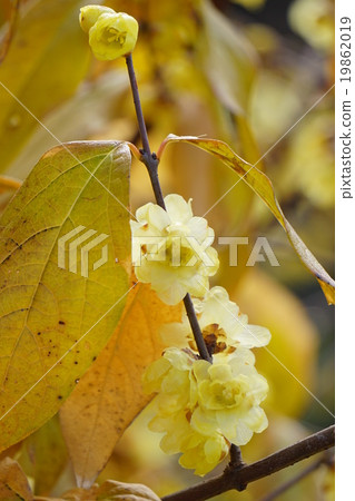 Lobai flower 19862019