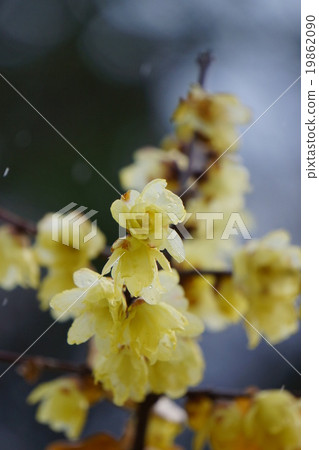 Lobai flower 19862090