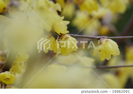 Lobai flower 19862091