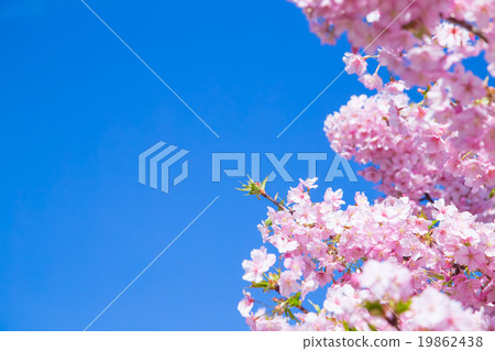 Kawazu cherry blossoms cherry blossoms early in bloom Izu Shizuoka Sakura cherry blossoms image material copy space background material characters Kawazu cherry blossoms cherry blossoms early in bloom Izu Shizuoka Sakura cherry blossoms image material copy space background material characters 19862438