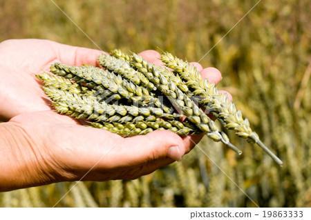wheat ears 19863333