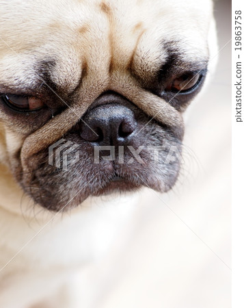 white fat black face lovely cute pug dog outdoor white fat black face lovely cute pug dog outdoor 19863758
