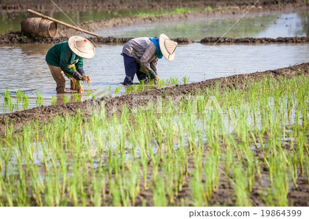 worker plant rice 19864399
