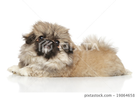 Pekingese puppy 19864658