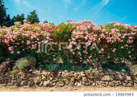 Hedge of flowering shrubs. Pink flowers. Garden Hedge of flowering shrubs. Pink flowers. Garden 19864964