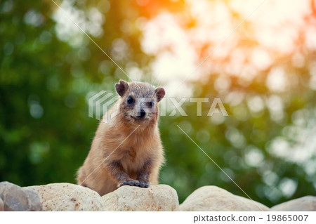 Rock hyrax walking on the rock 19865007