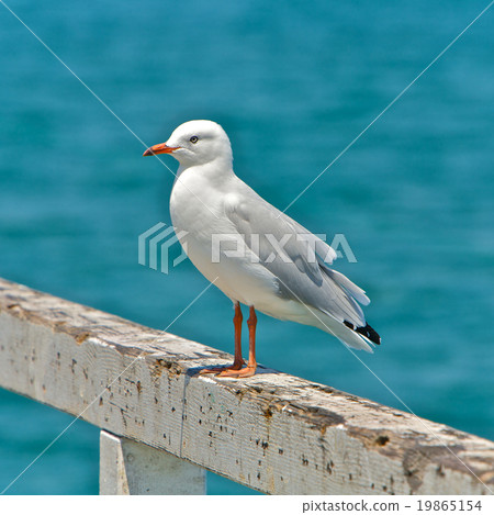Seagull Seagull 19865154