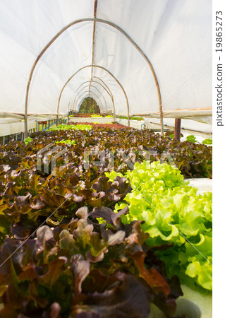 Organic hydroponic vegetable in greenhouse. Organic hydroponic vegetable in greenhouse. 19865273