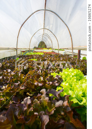 Organic hydroponic vegetable in greenhouse. Organic hydroponic vegetable in greenhouse. 19865274