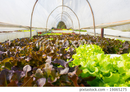 Organic hydroponic vegetable in greenhouse. Organic hydroponic vegetable in greenhouse. 19865275